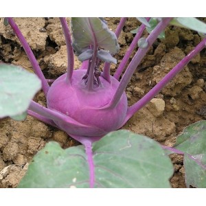 Seminte plic gulie violet 5gr